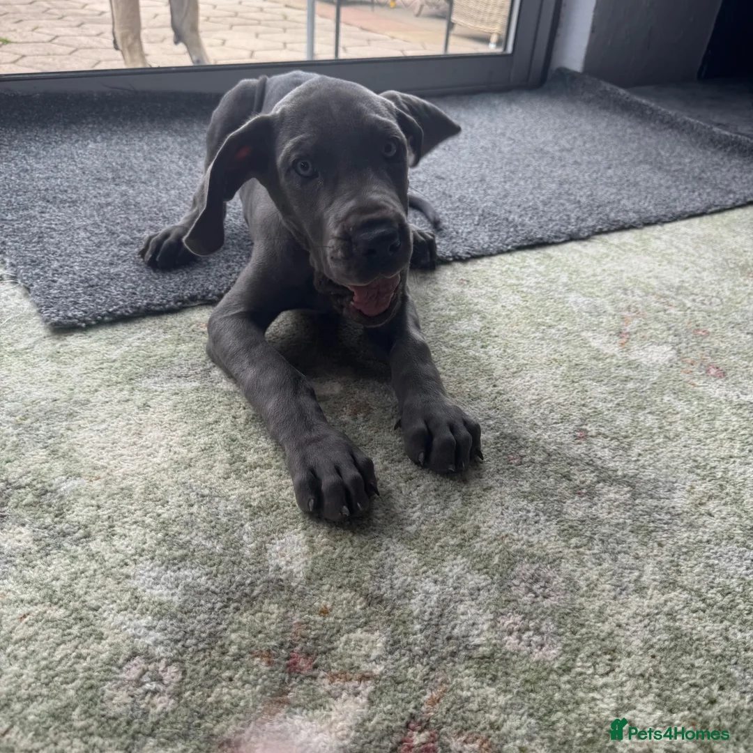 Great Dane dogs for sale: Gorgeous blue KC Great Danes.Ready now! - Advert 2
