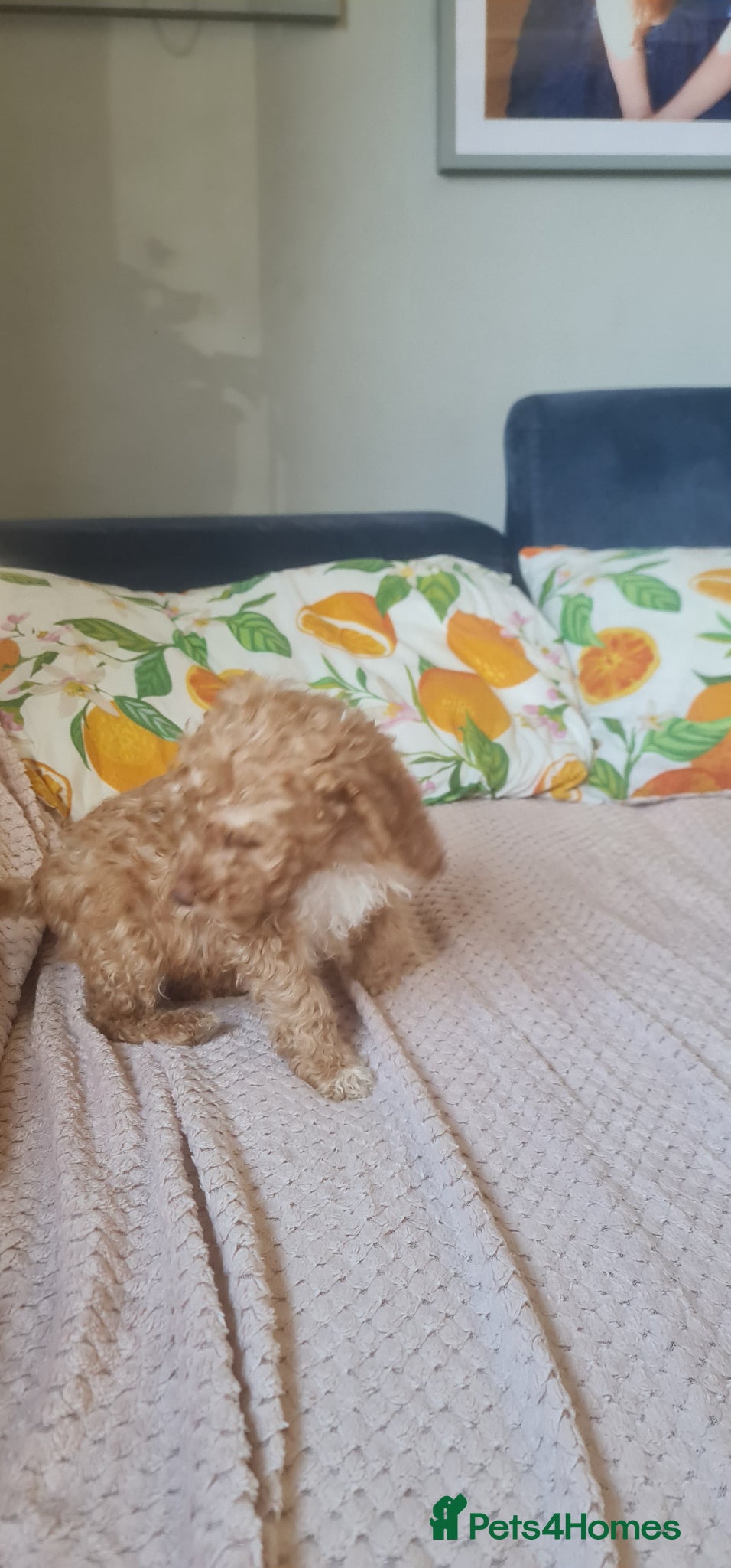 Cockapoo dogs BOY READY NOW!! Beautiful cockapoo puppy 🐶  - Advert 2