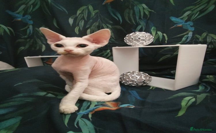 Devon Rex cats - Advert 3