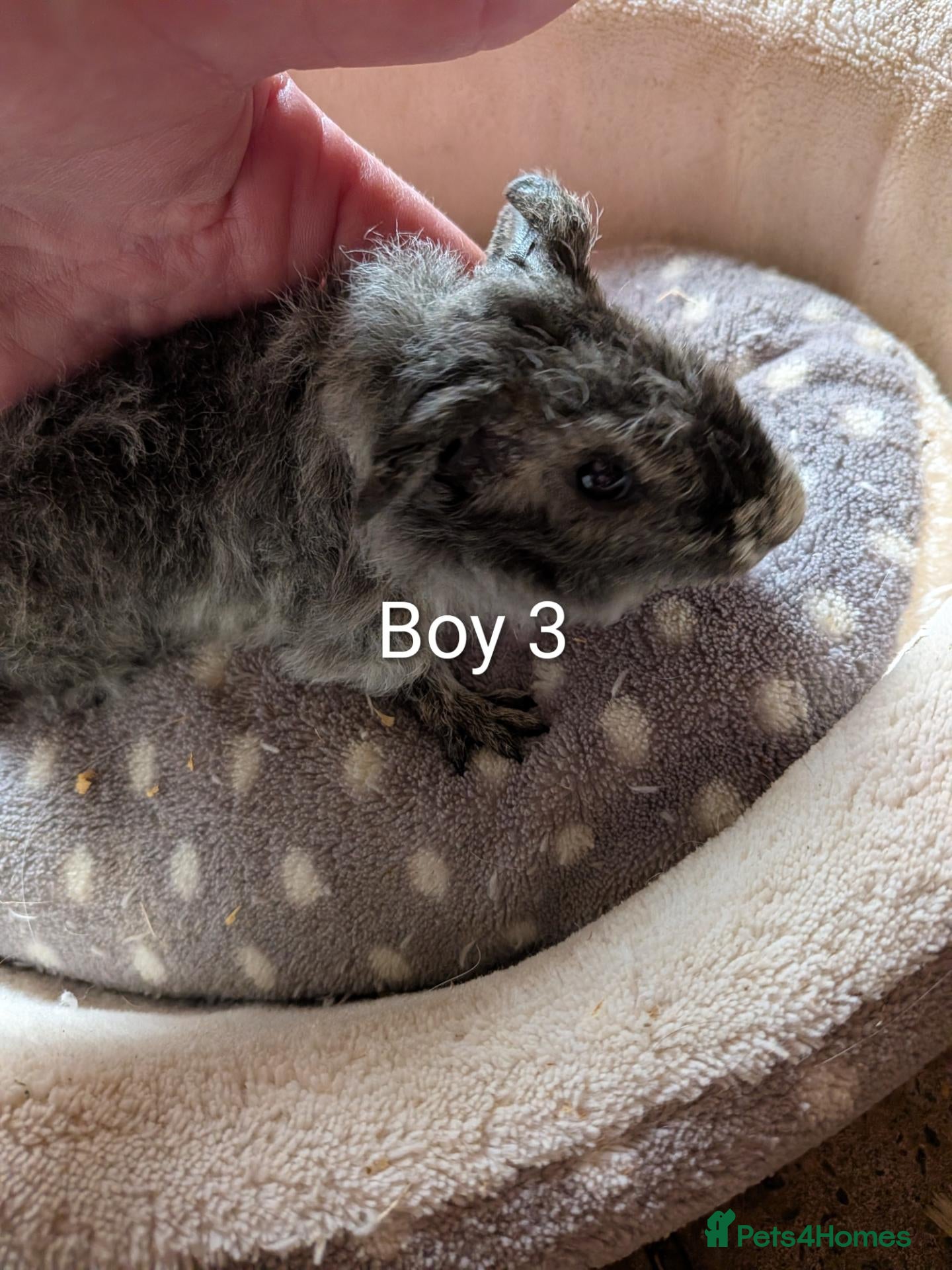 Guinea Pig rodents Baby boy and girl guinea pigs ready now - Advert 13