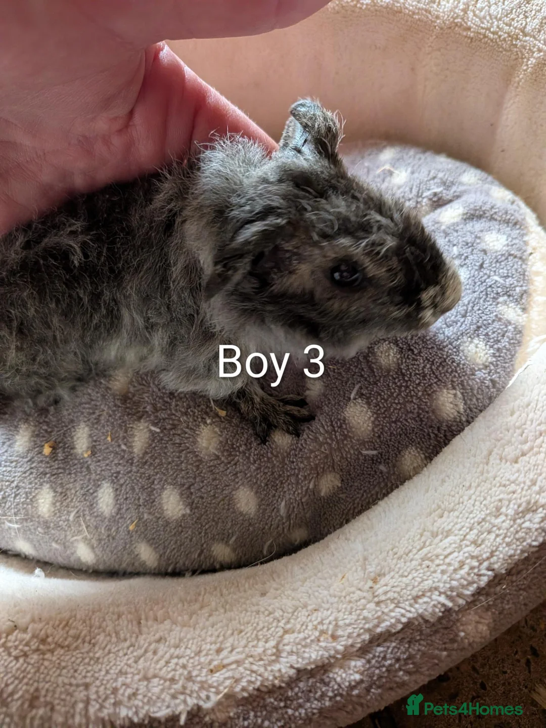 Guinea Pig rodents for sale: Baby boy and girl guinea pigs ready now - Advert 1