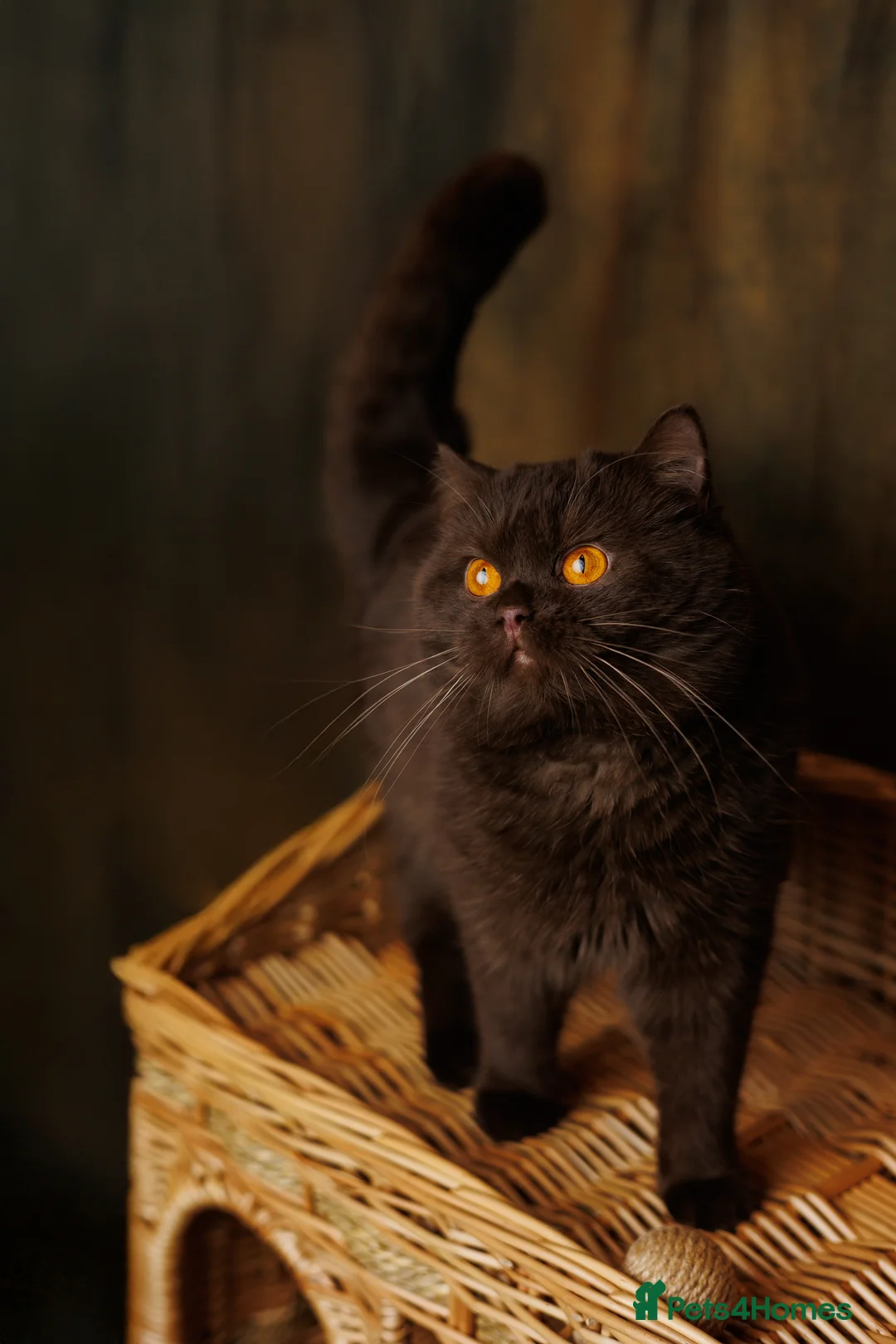 British Shorthair cats for stud: GCCF/TICA/WCF Registered Chocolate Stud PT* import in London - Advert 3