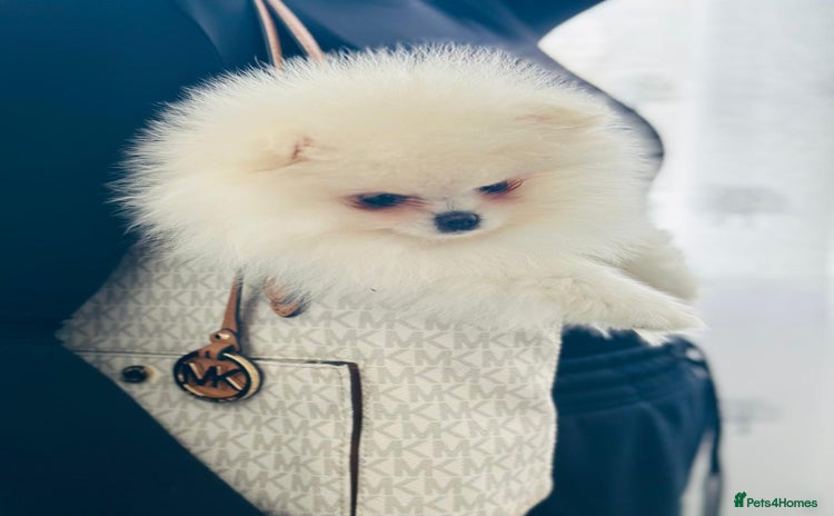 Pomeranian dogs - Advert 1