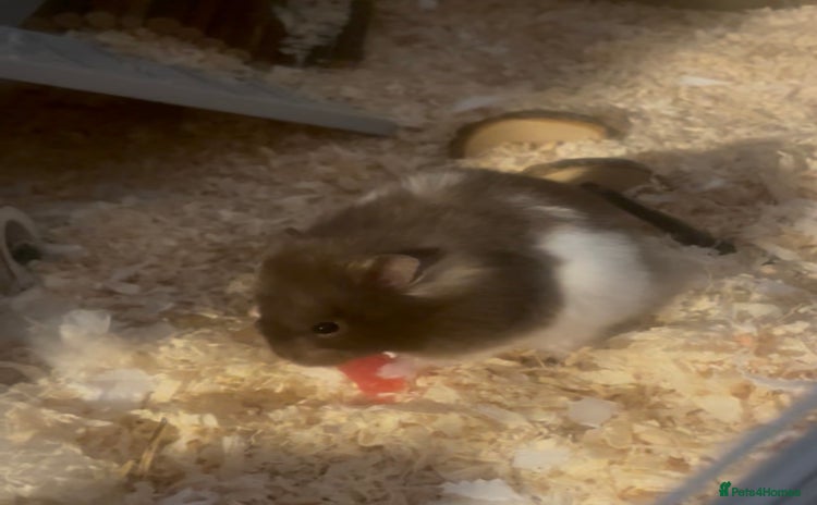 Hamster rodents - Advert 2