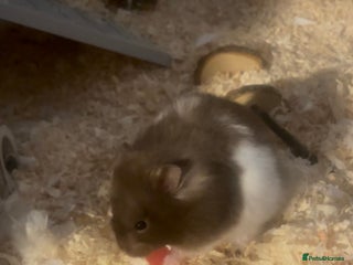 Hamster rodents - Advert 21