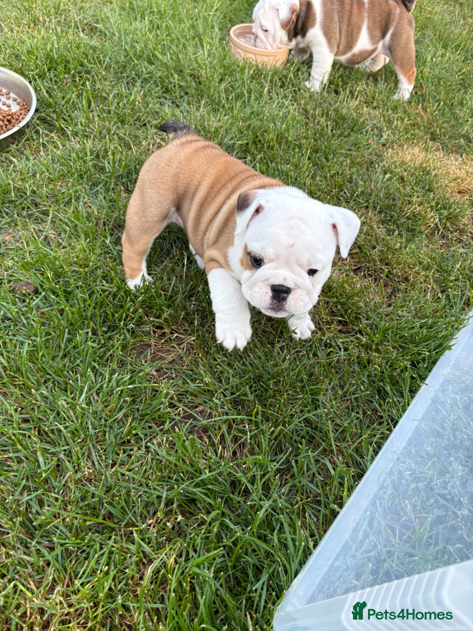 English Bulldog dogs for sale: 🐾KC reg Red & White English Bulldog 🐶 - Advert 3
