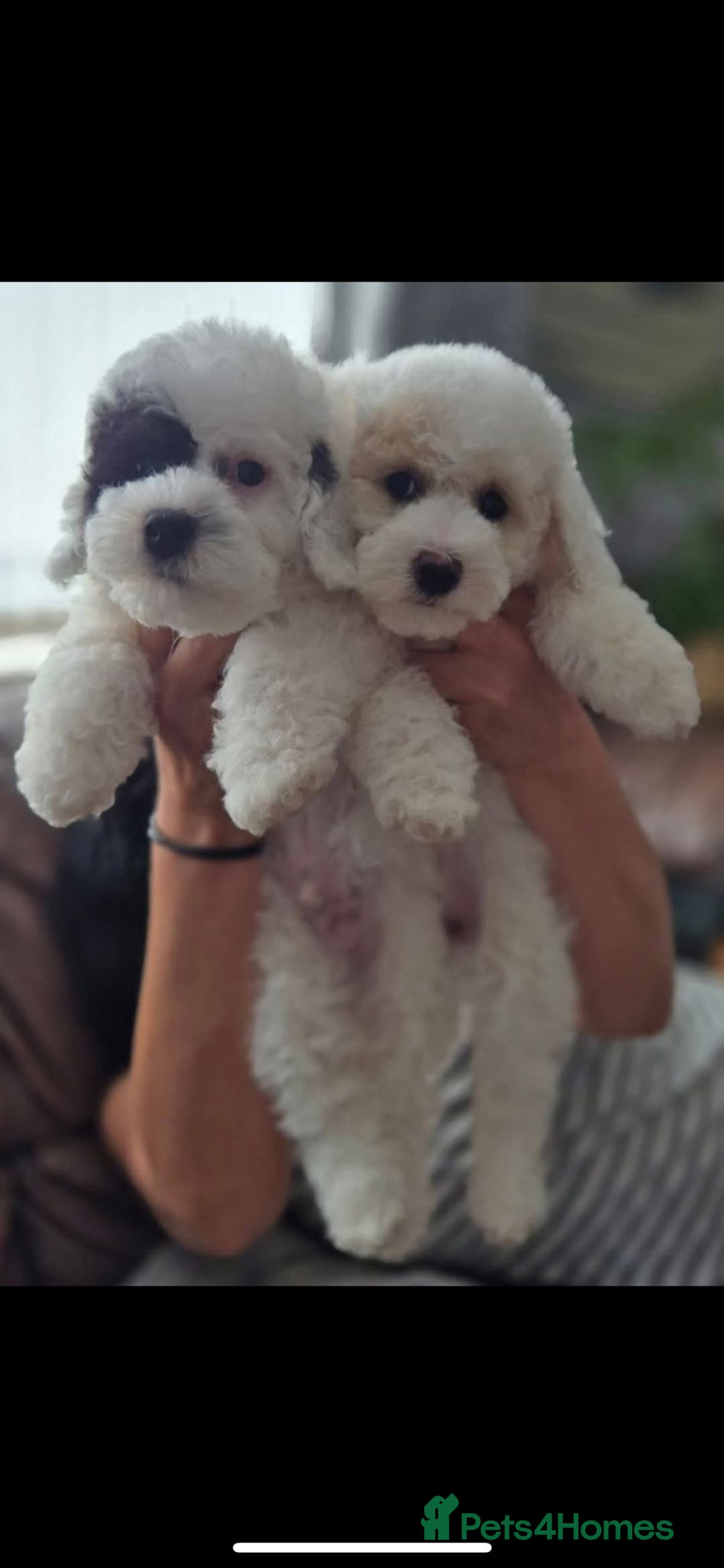 Toy Poodle dogs for stud: KC REGISTERED HEALTH TESTED TOY POODLE in Chester-le-Street - Advert 15