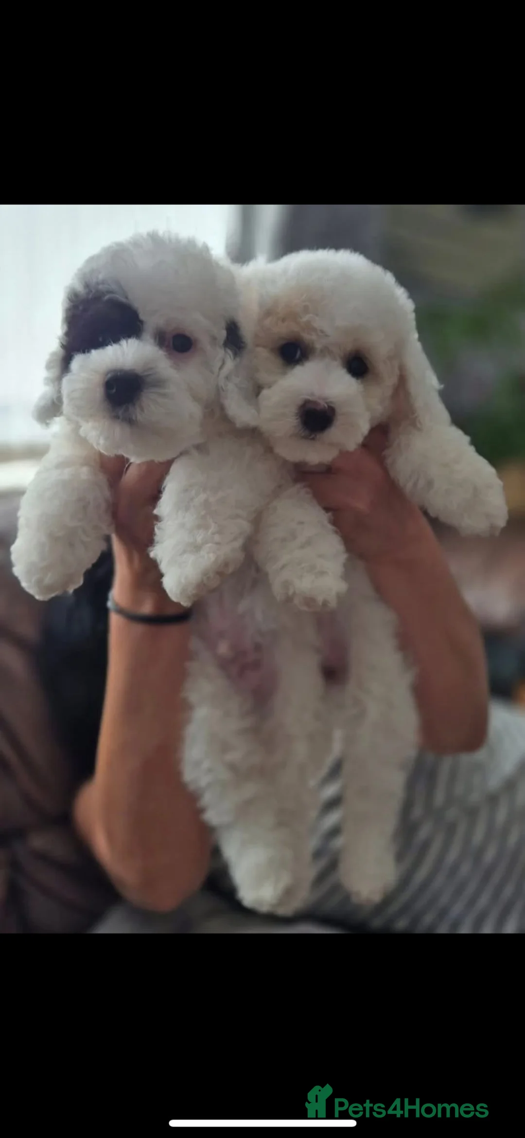 Toy Poodle dogs for stud: KC REGISTERED HEALTH TESTED TOY POODLE in Chester-le-Street - Advert 15