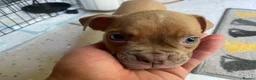 Mixed Breed dogs for sale: Family Raised Bulldog x Boxer Puppies Ready :))) in Bideford - Advert 6