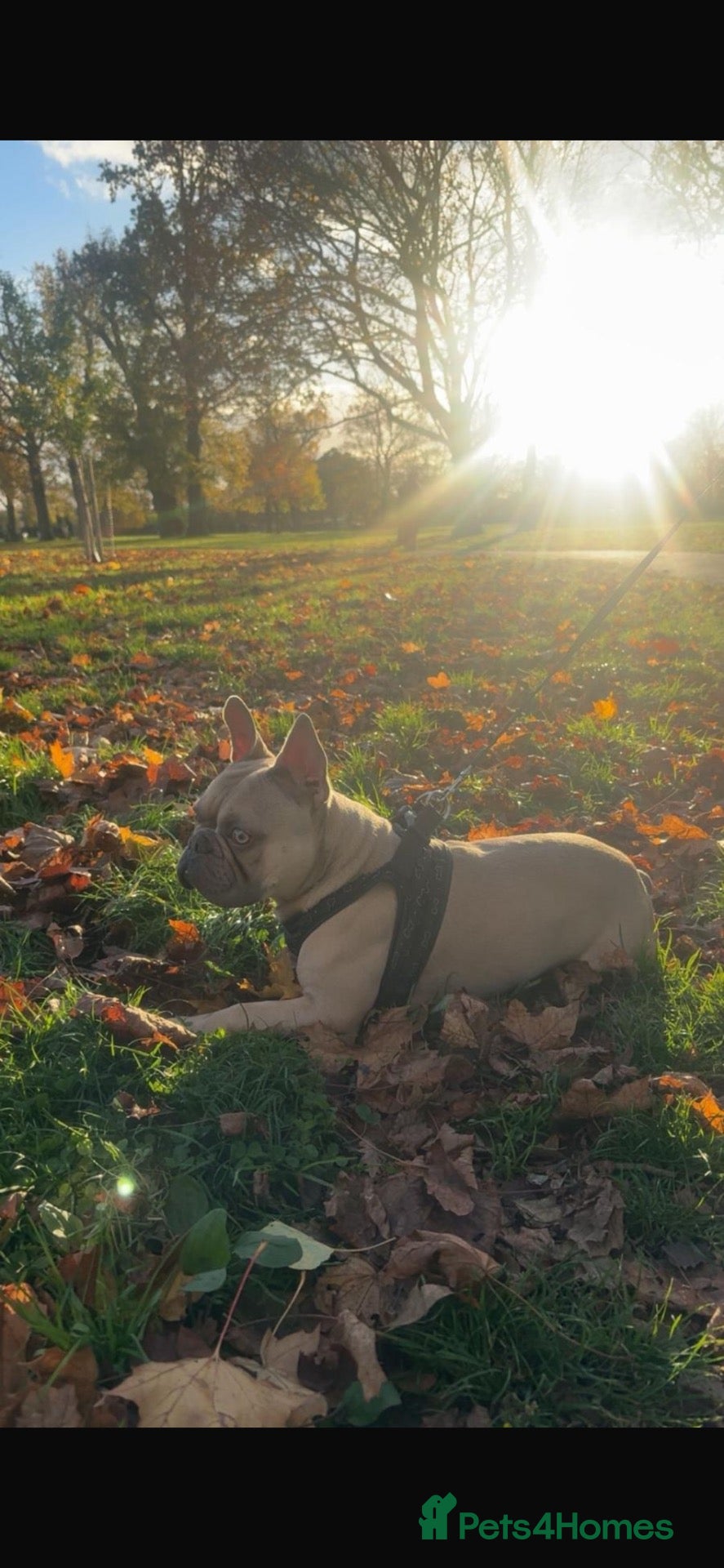 French Bulldog dogs Male French Bulldog - Advert 1
