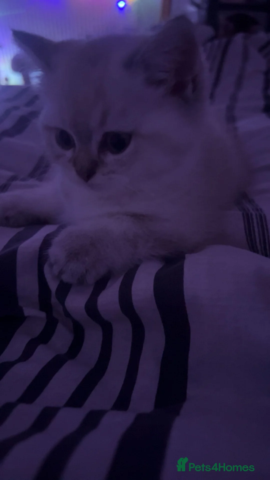 British Shorthair cats for sale: 💐sliver British shorthair 💗🌸 - Advert 4