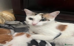 Mixed Breed cats for sale: 3 Beautiful kittens - Image 5