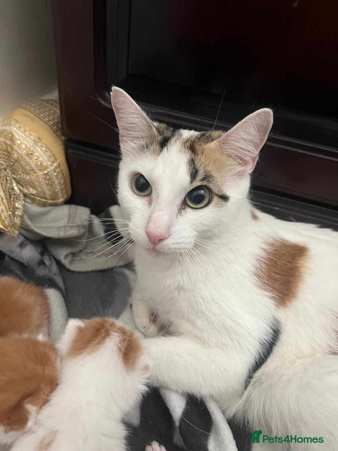 Mixed Breed cats for sale: 3 Beautiful kittens - Image 5