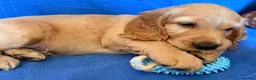 Cocker Spaniel dogs for sale: Show Cocker Spaniels - Golden/Red and Sable - Advert 15
