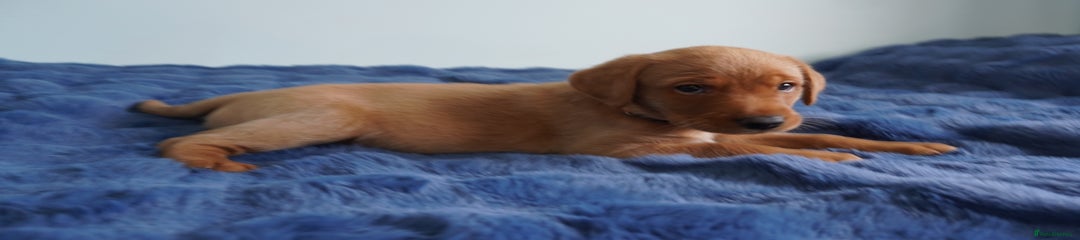 Orange Boy