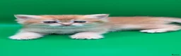 British Shorthair cats for sale: BSH GCCF GOLDEN AND LILAC KITTENS  in Basildon - Advert 23