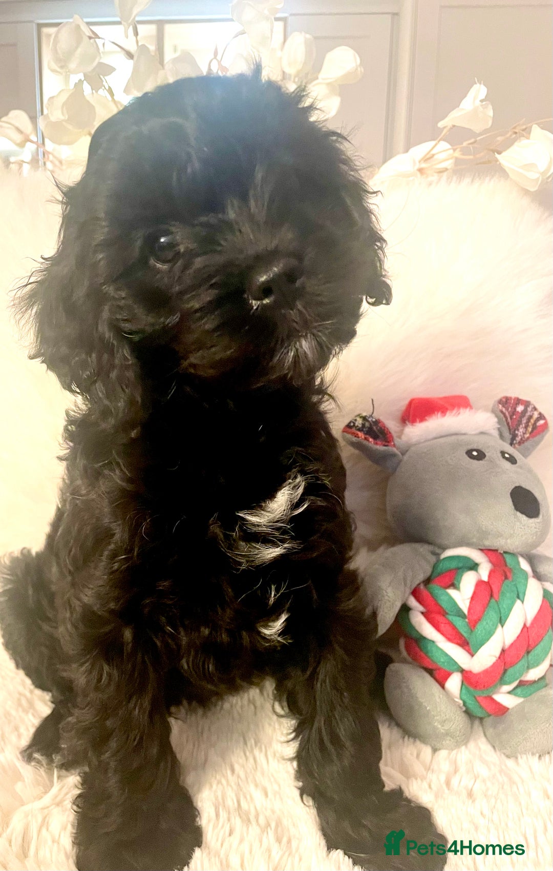 Cavapoo dogs for sale: F1 Cavapoo - Advert 32