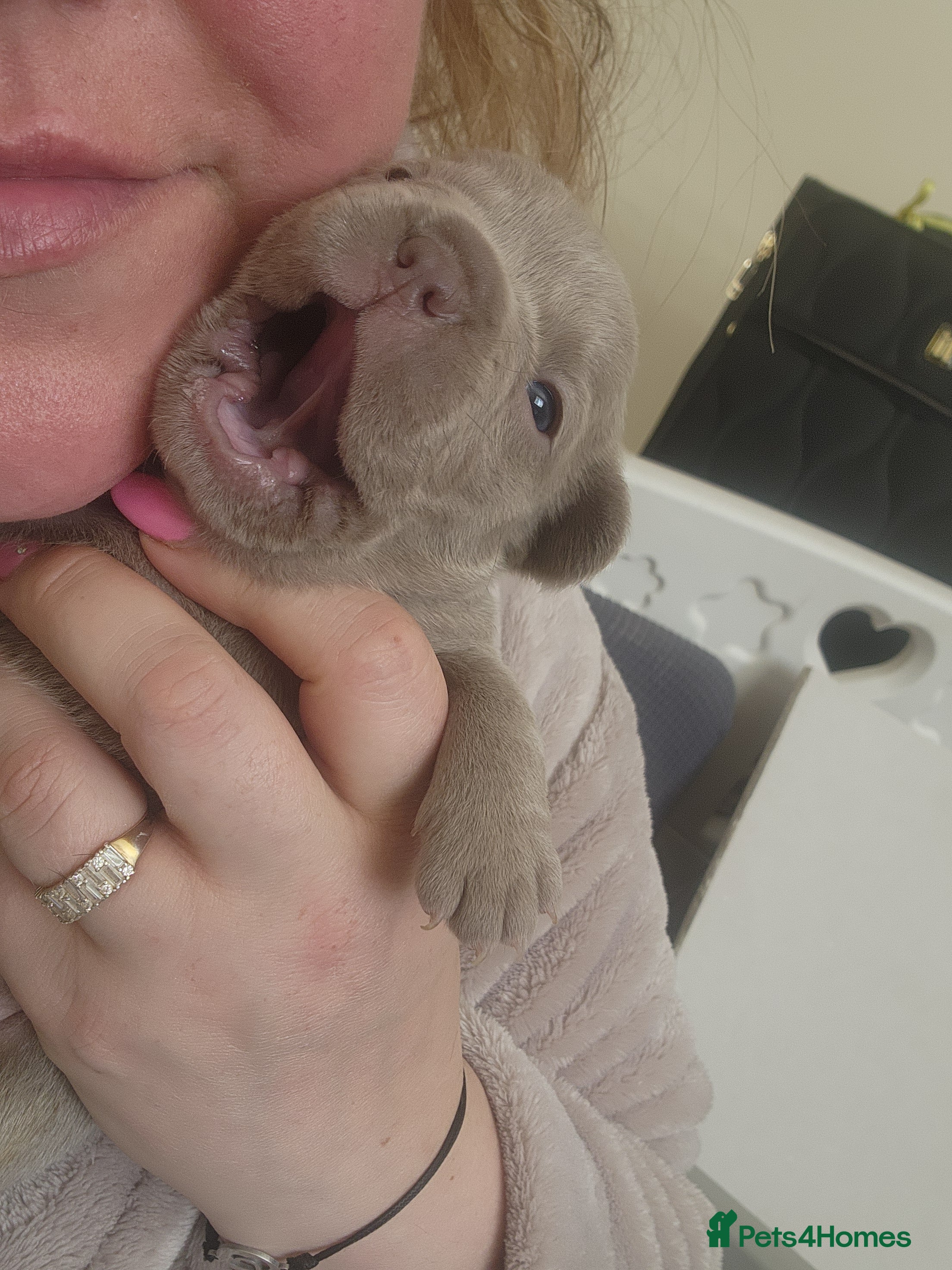 French Bulldog dogs for sale: French Bulldog puppies - Advert 3