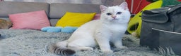 British Shorthair cats for sale: Golden British shorthair Pedigree Neutered  - Advert 9