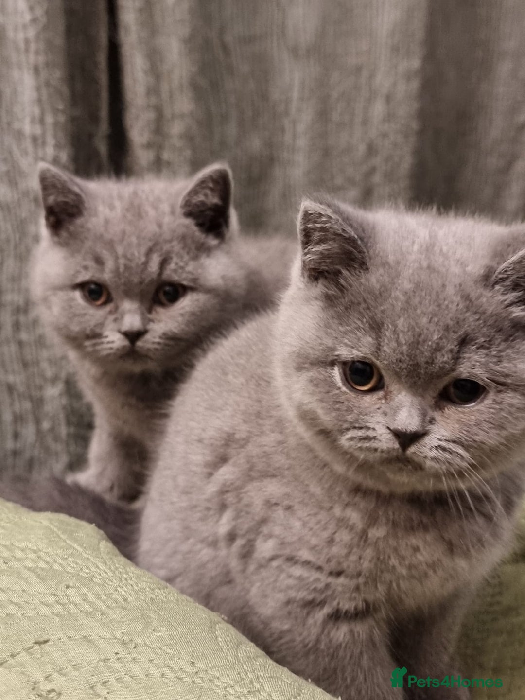 British Shorthair cats for sale: 3 Left Blue BSH Kittens Healthy GCCF Pedigree  - Image 11