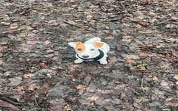 Jack Russell dogs for stud: Beautiful Jack Russell for Stud  - Image 28