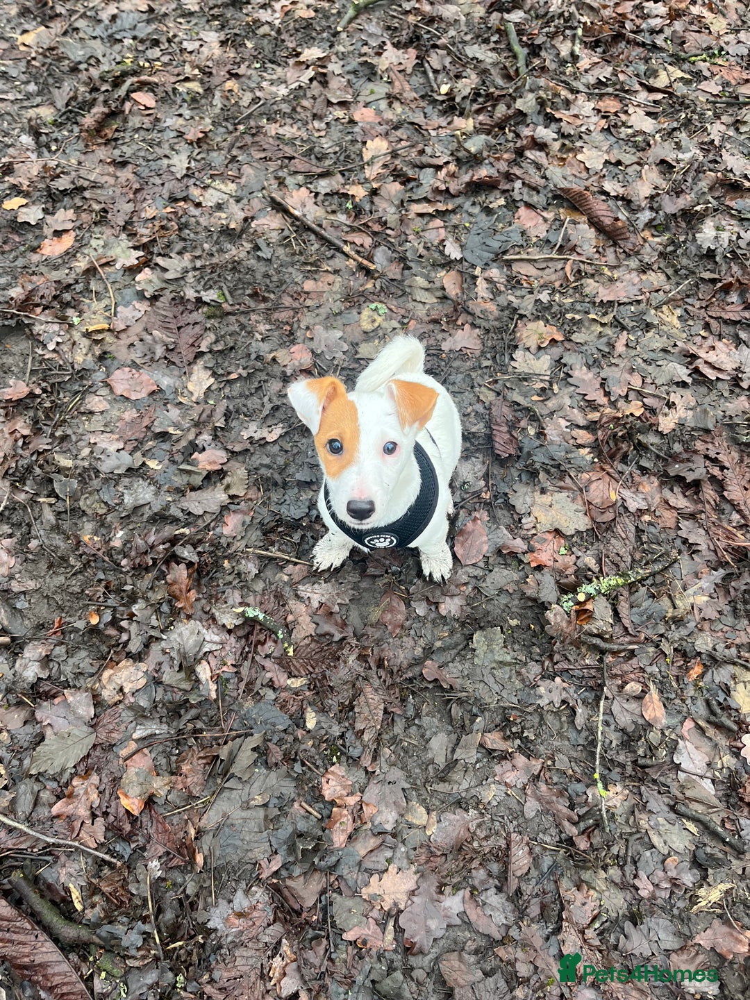 Jack Russell dogs for stud: Beautiful Jack Russell for Stud  - Image 28