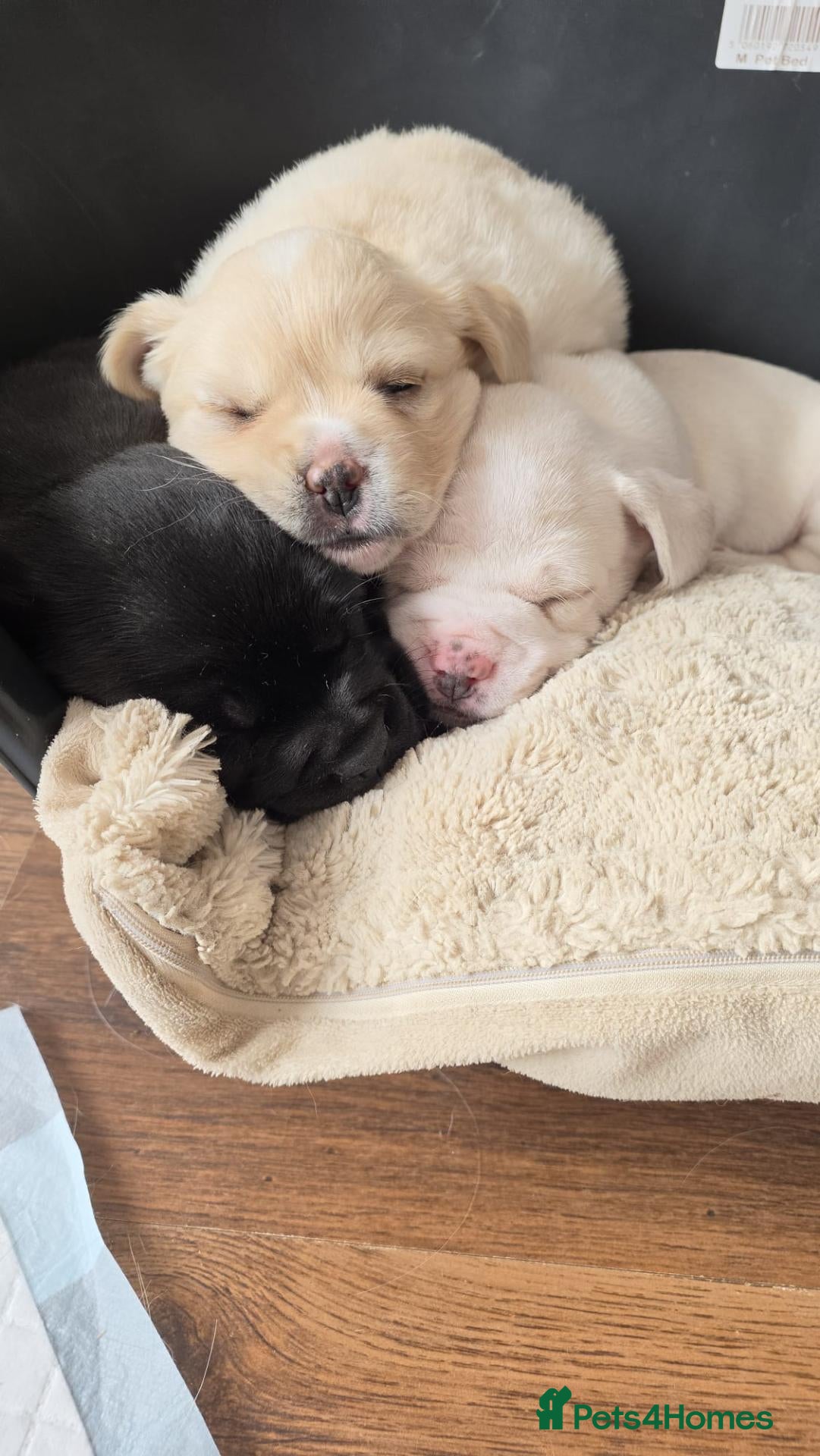 Mixed Breed dogs Frenchie/collie-spaniel mix - Advert 7