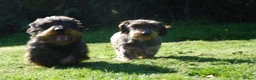 Dachshund dogs for sale: Miniature wire haired daschund  - Advert 7