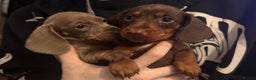 Dachshund dogs for sale: **** Absolutely Stunning Babies **** - Advert 5