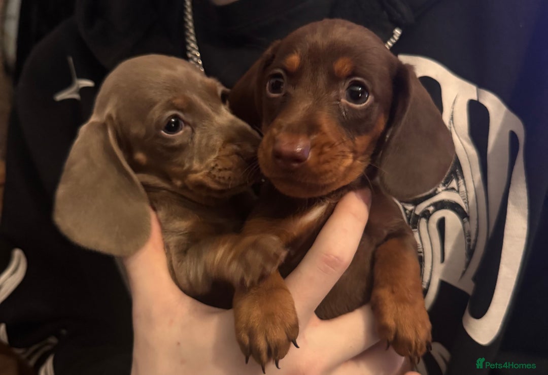 Dachshund dogs for sale: **** Absolutely Stunning Babies **** - Advert 5