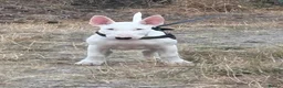 English Bull Terrier dogs for sale: 1 pure white male outstanding pedigree  - Advert 3