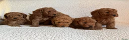 Cockapoo dogs for sale: F1b cockapoo puppies - DNA health test clear  - Advert 17