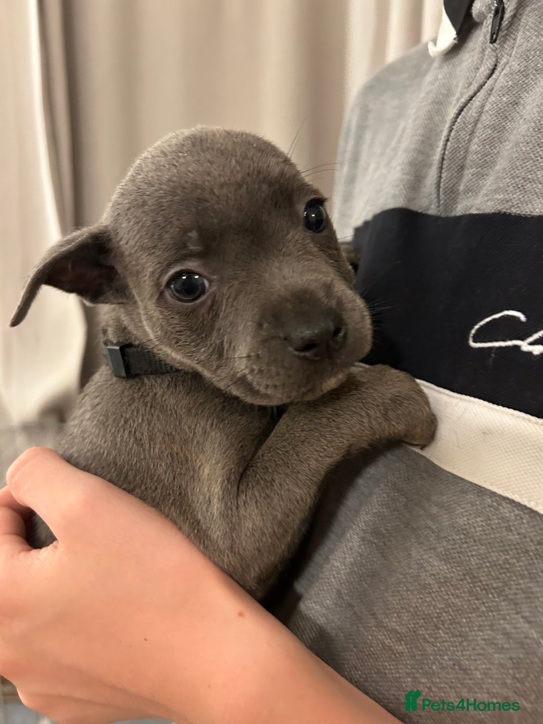 Staffordshire Bull Terrier dogs for sale: Stunning pure blue staffies - Image 31