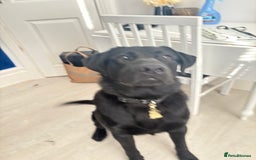Mixed Breed dogs for sale: 10 month old labrador mix - Image 1