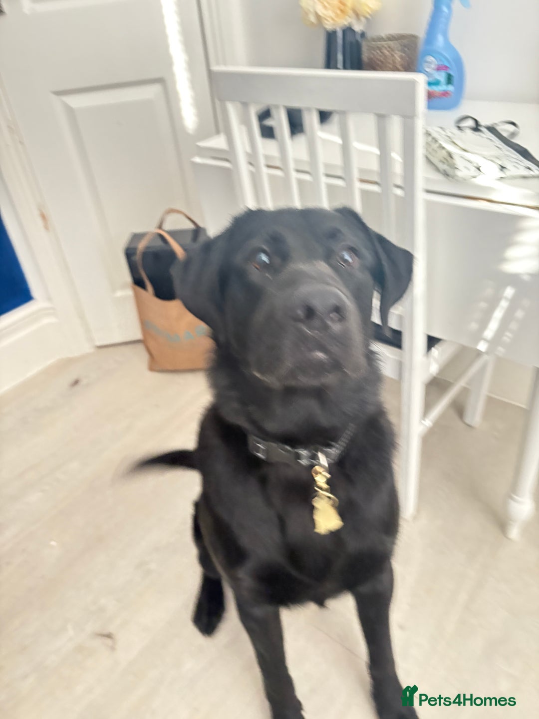 Mixed Breed dogs for sale: 10 month old labrador mix - Image 1