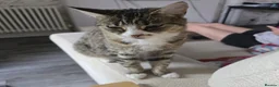 Mixed Breed cats for sale: 2 Mixed Breed Cats in Dunstable - Advert 1