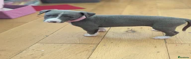 Whippet 4