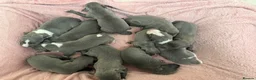 Whippet dogs for sale: Beautiful blue whippets in Kilgetty - Advert 10