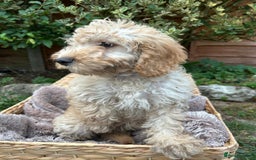 Cockapoo dogs for sale: Cockapoo Puppies 🩷🩷 - Image 7