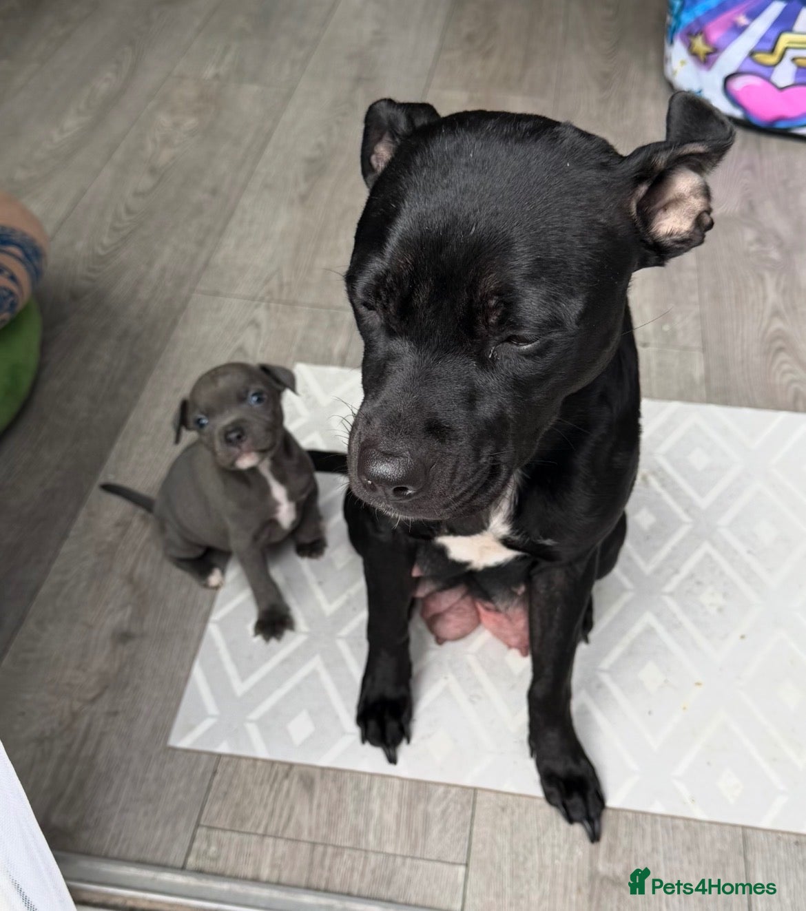 Staffordshire Bull Terrier dogs Staffy puppy  - Advert 1