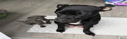 Staffordshire Bull Terrier dogs for sale: Staffy puppy  - Advert 1
