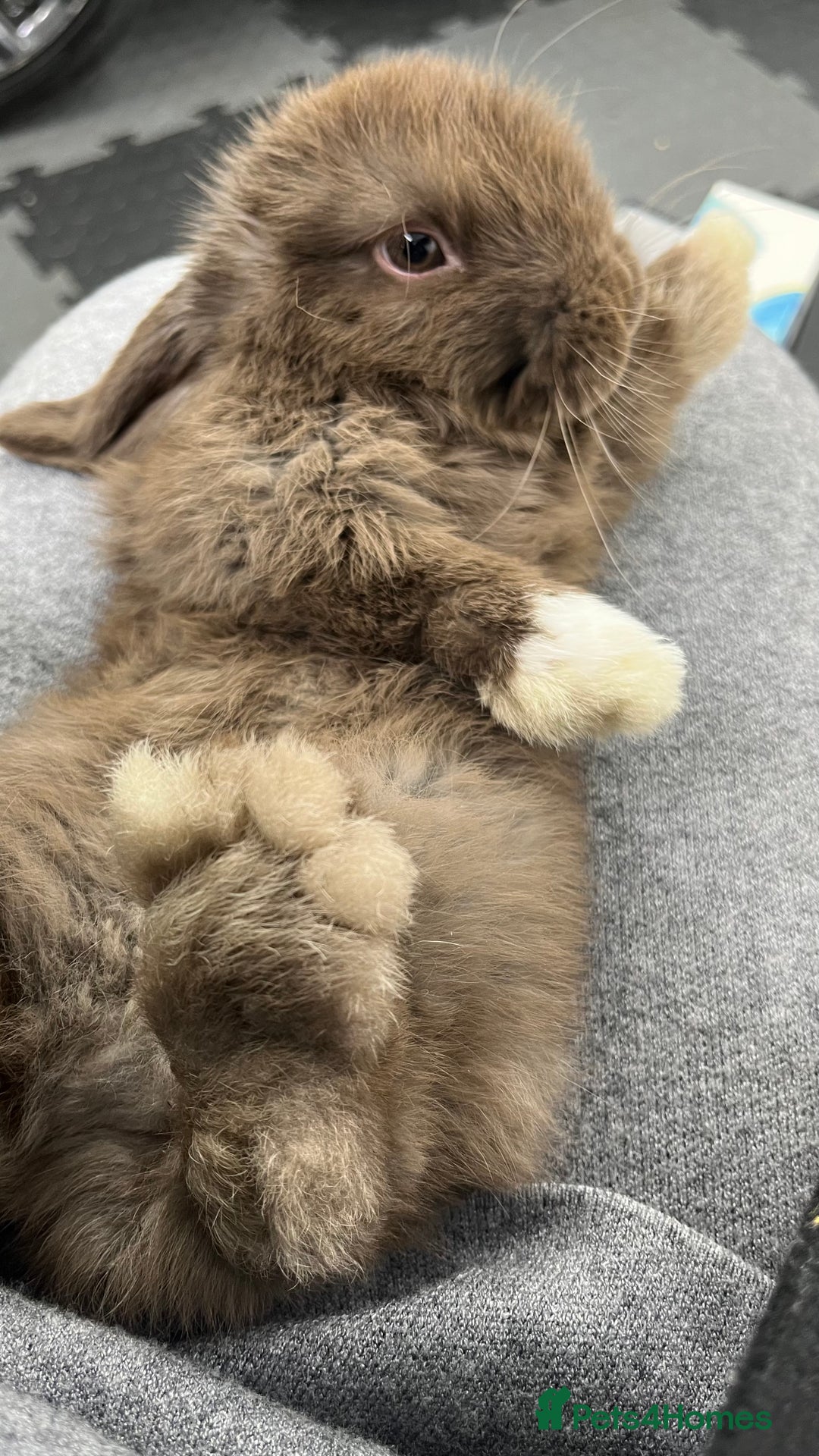 Mini Lop rabbits for sale: Mini lop brown colour - Advert 4