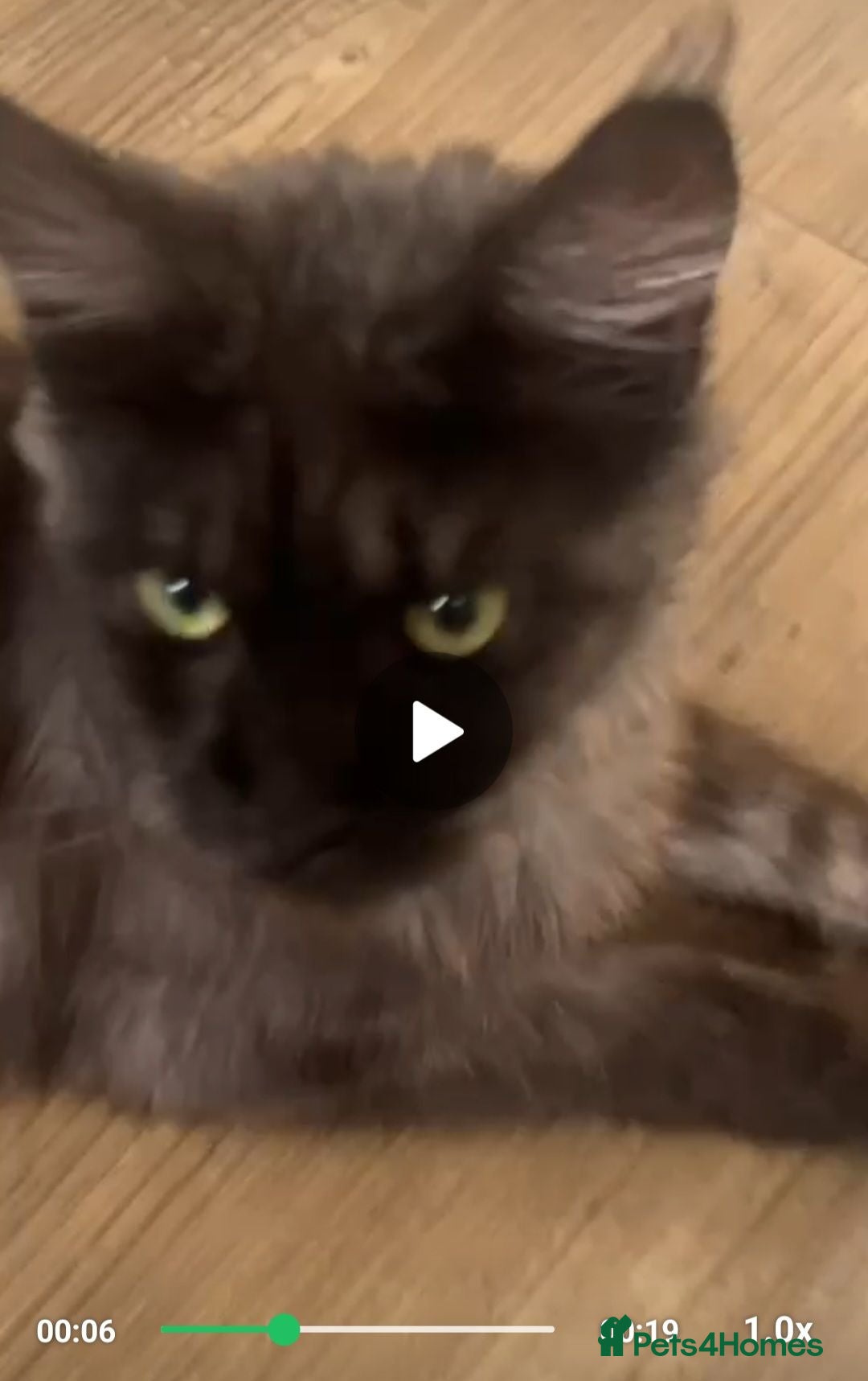 Maine Coon cats 🩷 Maine coon smokey black girls 🩷 - Advert 2