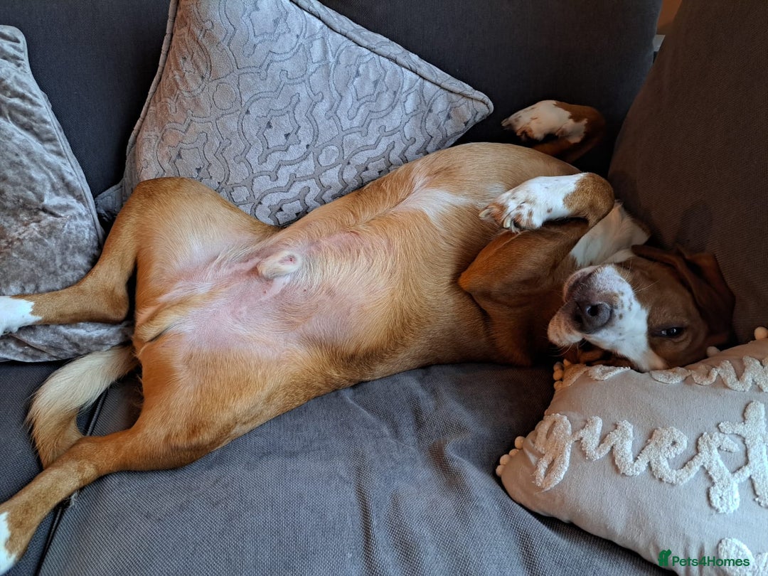 Bocker dogs for sale: Beautiful 6 year old Bocker - Advert 10