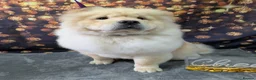 Chow Chow dogs for sale: Chow chow in Crewe - Advert 7