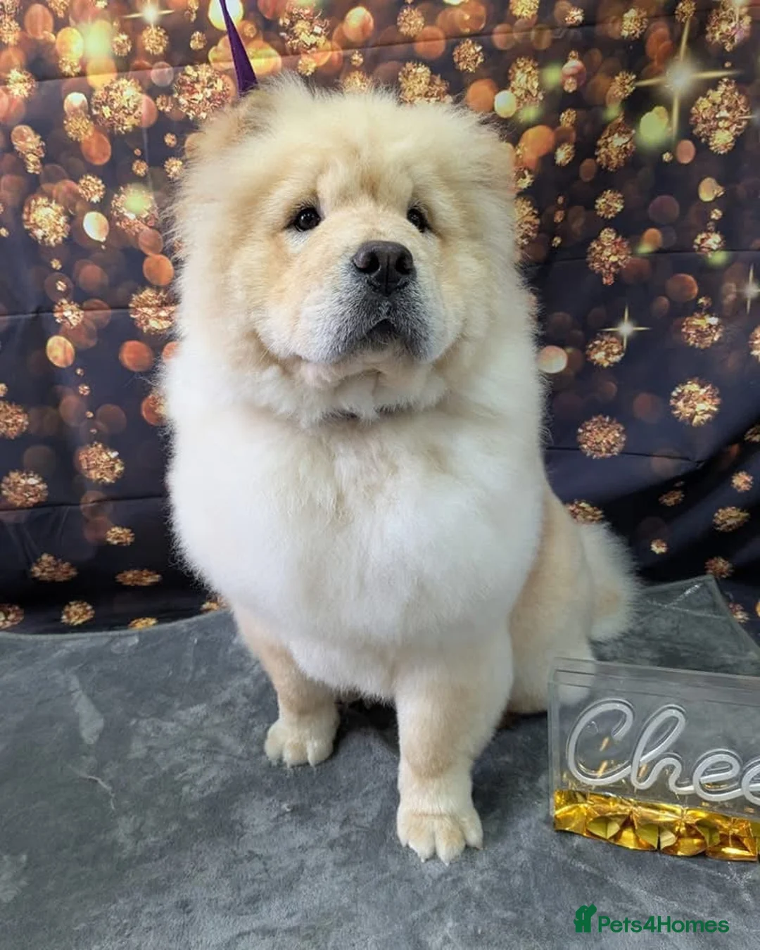 Chow Chow dogs for sale: Chow chow in Crewe - Advert 7