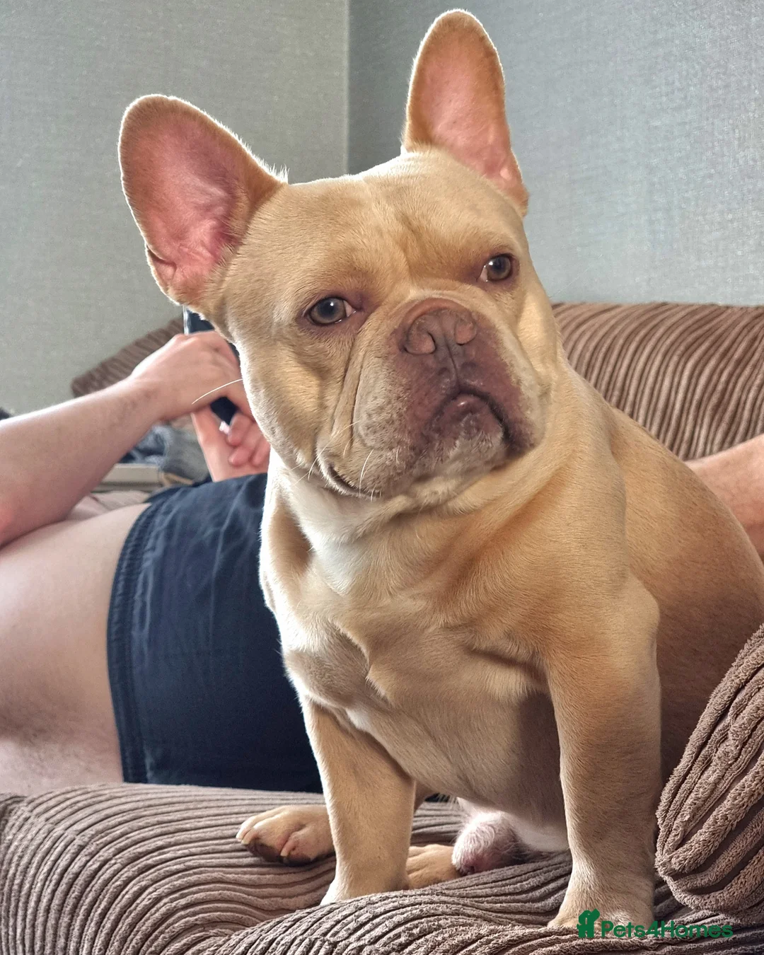 French Bulldog dogs for stud: 🔥 PLATINUM LILAC & TAN FLUFFY - WELL PROVEN- KC   in Blackpool - Advert 8