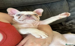 French Bulldog dogs for sale: READY NOW!! KC registered French bulldogs - Image 37