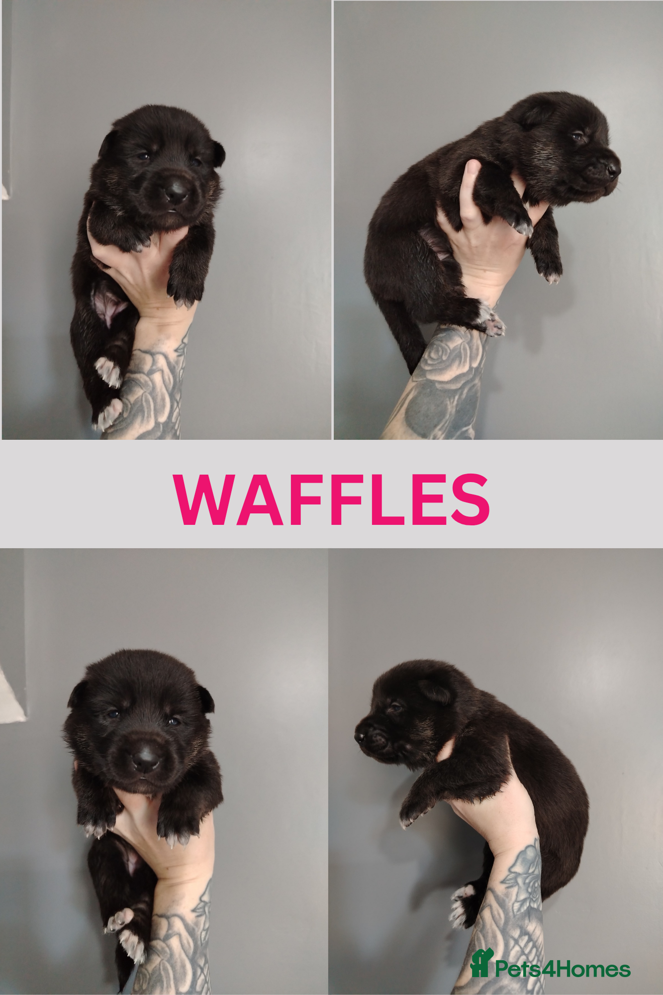 Mixed Breed dogs German Shepherd cross puppies.  - Advert 2