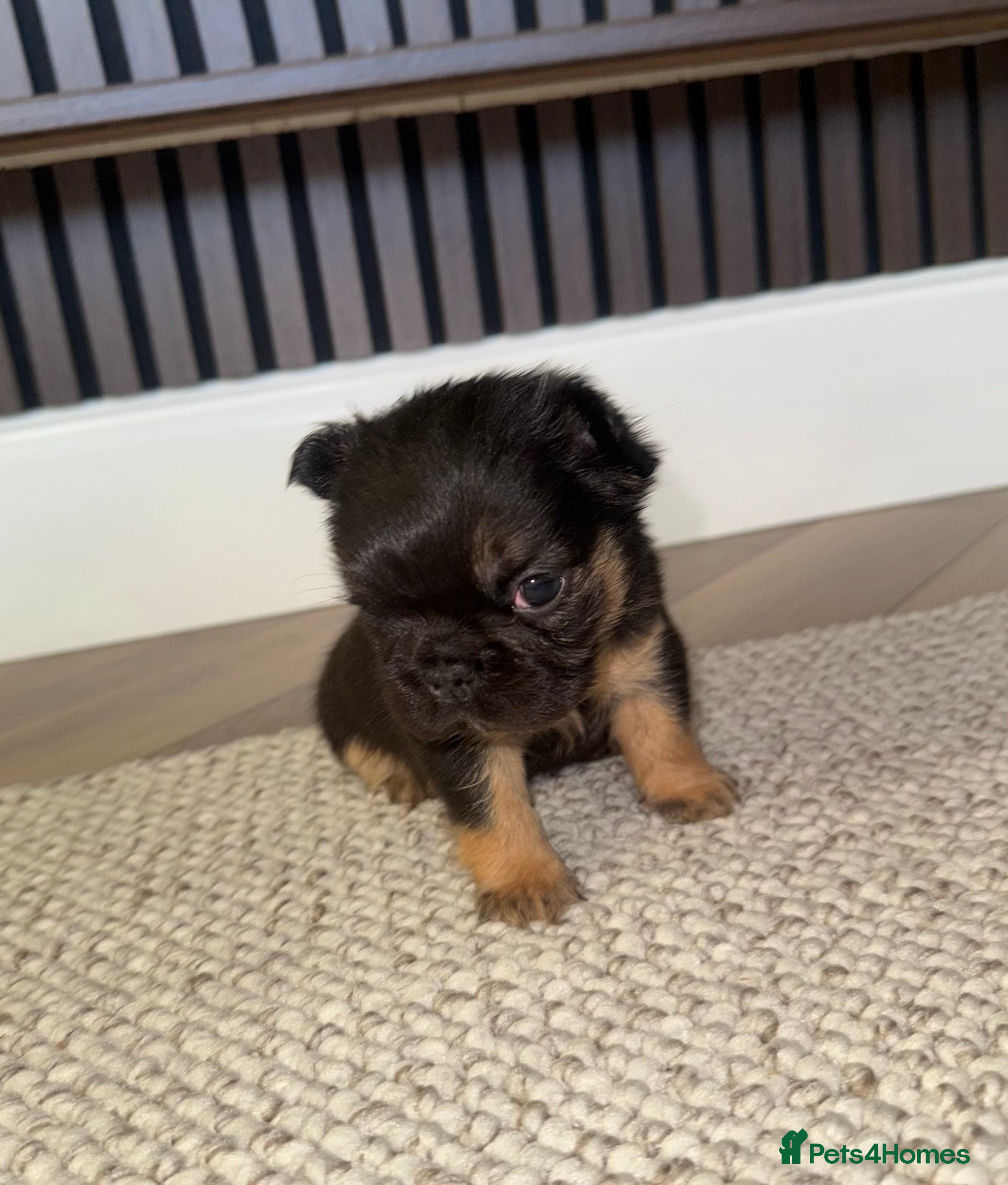 French Bulldog dogs LITTLE LUXURY PUPPIES! BEAUTIFUL FLUFFY FRENCHIES  - Advert 2